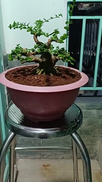 Cây Sam Hương Mini 12cm 20cm 16cm 30cm. Mua bán Cây cảnh, đồ trang trí tại Thành phố Thủ Đức Tp Hồ Chí Minh được đăng bởi chú tám hình 1