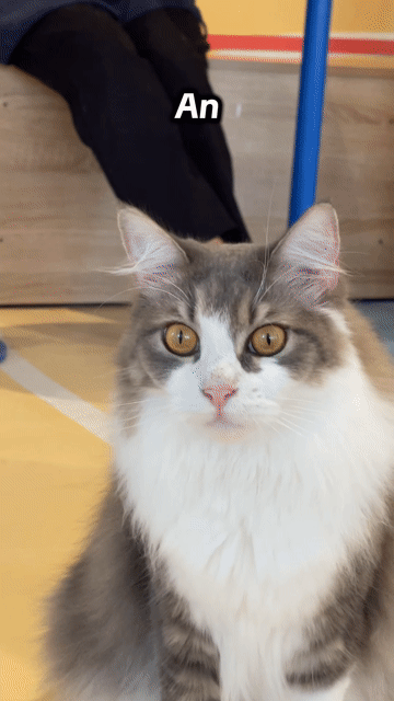 Mèo Maine Coon. Mua bán Mèo tại Thành phố Thủ Đức Tp Hồ Chí Minh được đăng bởi Lê Mạnh Trí hình 1