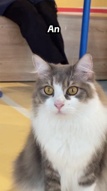 Mèo Maine Coon. Mua bán Mèo tại Thành phố Thủ Đức Tp Hồ Chí Minh được đăng bởi Lê Mạnh Trí hình 1