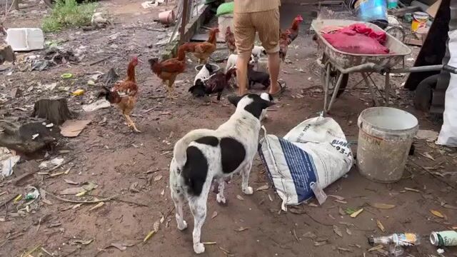 Cho mẹ và cả đàn con 6 con. Mua bán Chó tại Huyện Long Thành Đồng Nai được đăng bởi Nguyen xuan duc hình 1