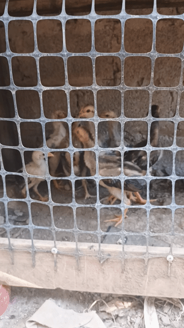 gà chọi 8 con 4 trống 4 mái. Mua bán Gà tại Huyện Chương Mỹ Hà Nội được đăng bởi Sơn hình 1