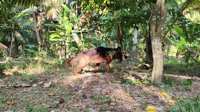 Chó Becgie đực 13 tháng lỗi tai có giấy vka. Mua bán Chó tại Thành phố Trà Vinh Trà Vinh được đăng bởi Sơn Huy hình 1
