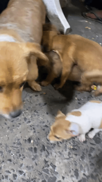 Chó Nhật Nâu vàng 2 tháng. Mua bán Chó tại Thành phố Thủ Đức Tp Hồ Chí Minh được đăng bởi Nhung hình 1