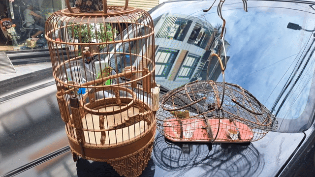 Chim mồi hơn 3 năm đã thuần. Mua bán Chim tại Quận Nam Từ Liêm Hà Nội được đăng bởi đam mê hội tụ hình 1