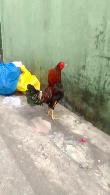 Gà chọi 1.450kg Đỏ đen. Mua bán Gà tại Quận 3 Tp Hồ Chí Minh được đăng bởi Phạm Cúc hình 1