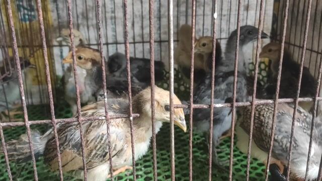 Gà ta lai gà nòi 1 tháng đã tiêm phòng. Mua bán Gà tại Huyện Nhơn Trạch Đồng Nai được đăng bởi Phong Nguyễn hình 1