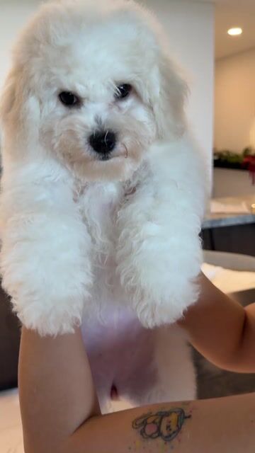 Chó Bichon Frise thuần chủng  3 tháng đã tiêm. Mua bán Chó tại Thành phố Thủ Đức Tp Hồ Chí Minh được đăng bởi Hyo Nami hình 1