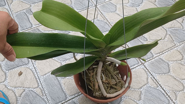Cây Ngọc Diễm Khỏe Lá Dày. Mua bán Cây cảnh, đồ trang trí tại Quận Phú Nhuận Tp Hồ Chí Minh được đăng bởi Tony Phat hình 1