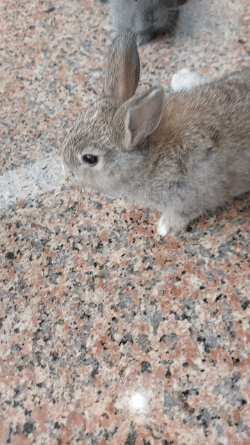 Thỏ Hà Lan sư tử màu Nâu sóc . Mua bán Thú cưng khác tại Thành phố Thủ Đức Tp Hồ Chí Minh được đăng bởi Leo Vo Van Leo hình 1
