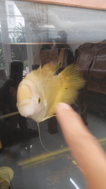 Cá tai tượng Vàng nhạt 35cm. Mua bán Thú cưng khác tại Quận Bình Tân Tp Hồ Chí Minh được đăng bởi thái anh hình 1