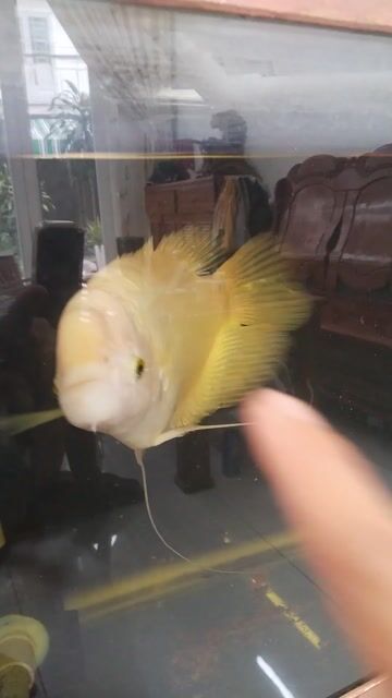Cá tai tượng Vàng nhạt 35cm. Mua bán Thú cưng khác tại Quận Bình Tân Tp Hồ Chí Minh được đăng bởi thái anh hình 1
