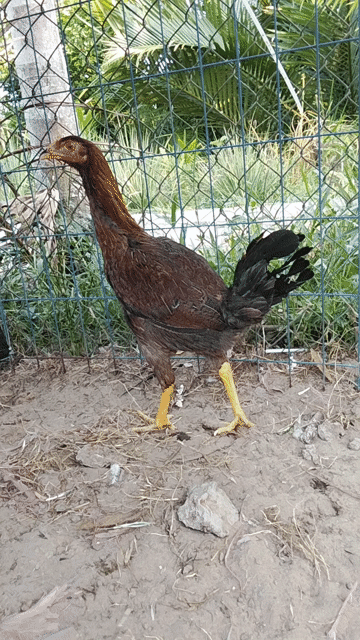 Gà Mỹ rặc 1ky8 chuẩn bị rớt lứa so . Mua bán Gà tại Quận Ô Môn Cần Thơ được đăng bởi ga đá base hình 1
