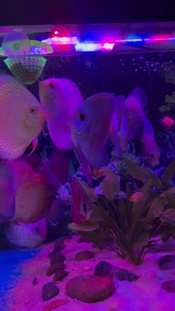 Cá dĩa đẹp. Mua bán Thú cưng khác tại Quận 11 Tp Hồ Chí Minh được đăng bởi Hoàng mai hình 1