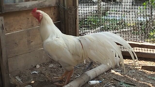 bướm xuân 2kg8 hàm long .cựa mỏ gà độc. Mua bán Gà tại Huyện Châu Thành An Giang được đăng bởi Nhi Gà Đá hình 1