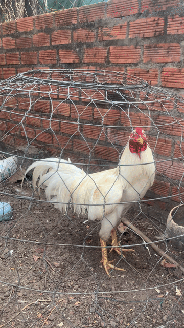 gà úa hiện khoảng 2kg8-2kg9. Mua bán Gà tại Huyện Trảng Bom Đồng Nai được đăng bởi huynh Nga hình 1