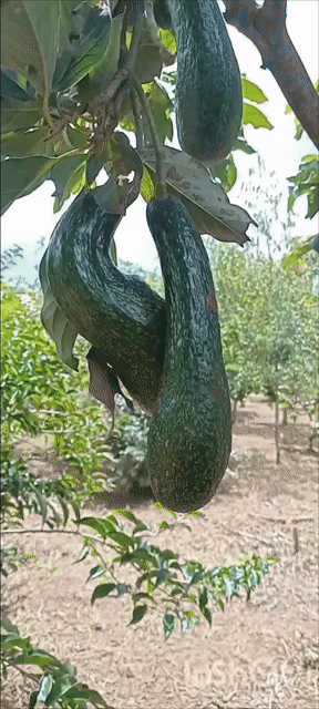 Bơ Lâm Đồng Thuận tự nhiên. Mua bán Đồ ăn, thực phẩm và các loại khác tại Huyện Đức Trọng Lâm Đồng được đăng bởi Hạnh Võ hình 1