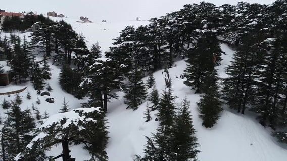 Un cèdre dans ma poche