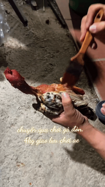 Gà 4l Trống. Mua bán Gà tại Huyện Nhơn Trạch Đồng Nai được đăng bởi Phương hình 1