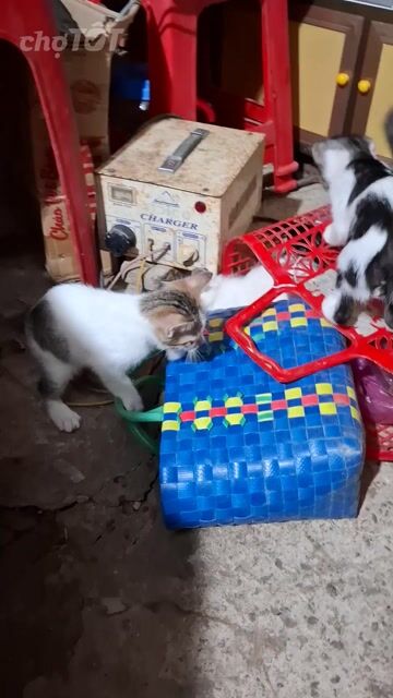 Mèo Anh lông ngắn lai ta trắng xám 2 tháng. Mua bán Mèo tại Huyện Hòn Đất Kiên Giang được đăng bởi Đoàn Ngọc Lan Anh hình 1