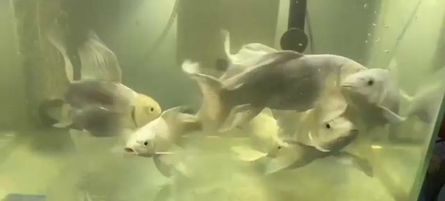 Cá chép phi tần Trắng. Mua bán Thú cưng khác tại Huyện Xuân Lộc Đồng Nai được đăng bởi tuan hình 1