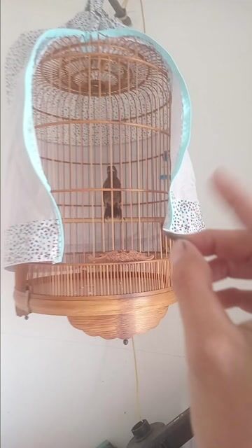 Chim chòe đất non đã hót chuyện. Mua bán Chim tại Huyện Bình Chánh Tp Hồ Chí Minh được đăng bởi Chiến hình 1