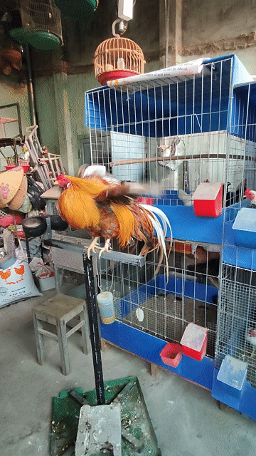 Gà Tân Châu Trống Khét vàng. Mua bán Gà tại Huyện Hàm Thuận Bắc Bình Thuận được đăng bởi Nguyễn Trần Nhật Tân hình 1