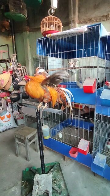 Gà Tân Châu Trống Khét vàng. Mua bán Gà tại Huyện Hàm Thuận Bắc Bình Thuận được đăng bởi Nguyễn Trần Nhật Tân hình 1