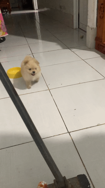Chó Phốc Sóc lai Poodle 1 tháng. Mua bán Chó tại Quận Ô Môn Cần Thơ được đăng bởi Kha hình 1