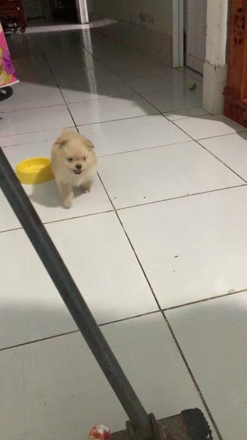 Chó Phốc Sóc lai Poodle 1 tháng. Mua bán Chó tại Quận Ô Môn Cần Thơ được đăng bởi Kha hình 1