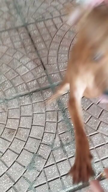 Chó Phốc hươu màu Nâu. Mua bán Chó tại Quận Đống Đa Hà Nội được đăng bởi Huế hình 1