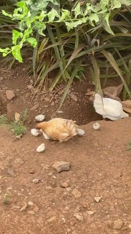 Hens scratching in Ponta do Pargo