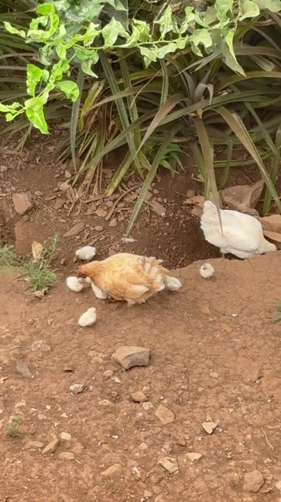 Hens scratching in Ponta do Pargo: video from Ponta do Pargo, Madeira
