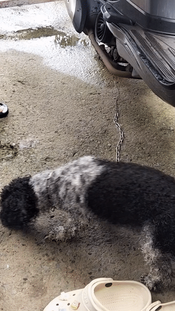 Chó Poodle cái Đen trắng. Mua bán Chó tại Thị xã Tân Uyên Bình Dương được đăng bởi xuân hưởng hình 1