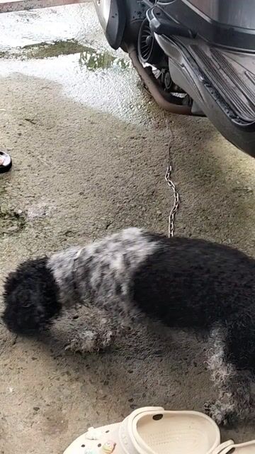 Chó Poodle cái Đen trắng. Mua bán Chó tại Thị xã Tân Uyên Bình Dương được đăng bởi xuân hưởng hình 1