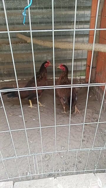 Gà mái tơ  Siu Mỹ  5 tháng. Mua bán Gà tại Huyện Phụng Hiệp Hậu Giang được đăng bởi Lam Vinh hình 1