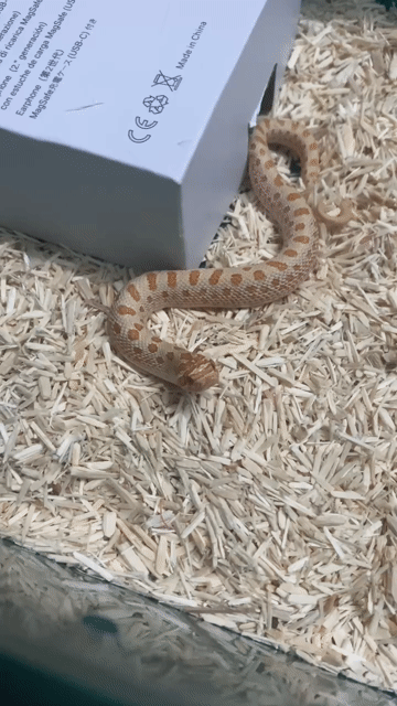 Hognose conda arctic albino. Mua bán Thú cưng khác tại Huyện Nhà Bè Tp Hồ Chí Minh được đăng bởi Noname hình 1