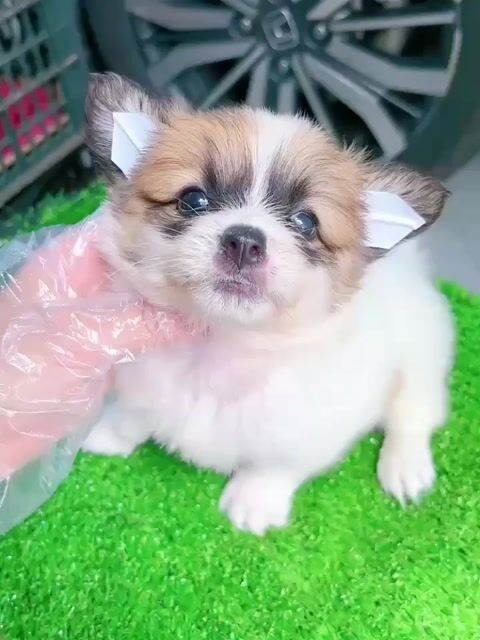 Chó con Cái Trắng Nâu. Mua bán Chó tại Thị xã Tân Uyên Bình Dương được đăng bởi COn DÂu Út hình 1