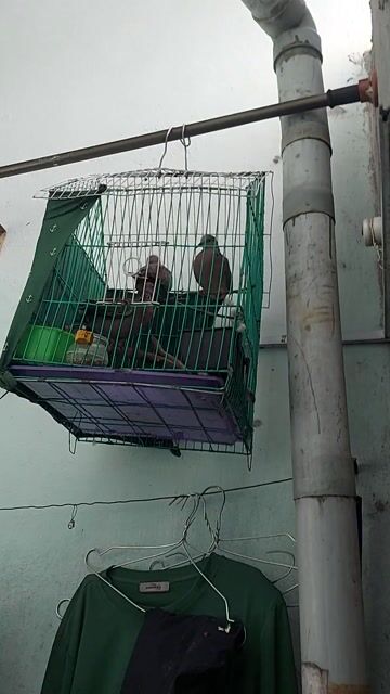 Chim cu gáy bổi Lâm Đồng. Mua bán Chim tại Huyện Bình Chánh Tp Hồ Chí Minh được đăng bởi anhga88 hình 1