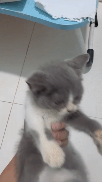 Mèo Anh lông ngắn Xám trắng 3 tháng đã tiêm. Mua bán Mèo tại Thành phố Thuận An Bình Dương được đăng bởi Thái Hoàng Nhứt hình 1