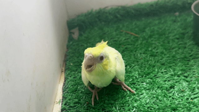 Chim Cockatiel Lutino Pastel Mái Vàng. Mua bán Chim tại Thị xã Gò Công Tiền Giang được đăng bởi Huỳnh Phong hình 1