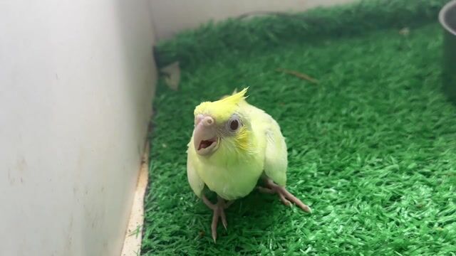 Chim Cockatiel Lutino Pastel Mái Vàng. Mua bán Chim tại Thị xã Gò Công Tiền Giang được đăng bởi Huỳnh Phong hình 1