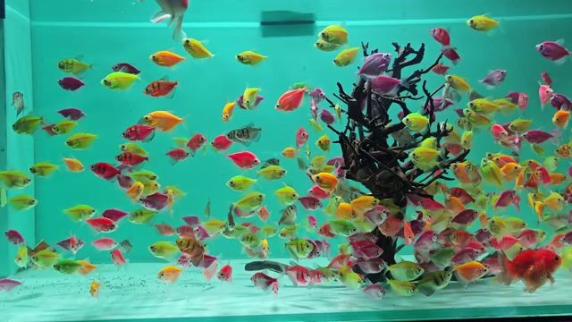 Cá cánh buồm Đa màu Lớn. Mua bán Thú cưng khác tại Quận Gò Vấp Tp Hồ Chí Minh được đăng bởi Trần Văn hình 1