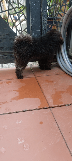 Chó Poodle thuần chủng đực hơn 1 tuổi đã tiêm. Mua bán Chó tại Thành phố Thuận An Bình Dương được đăng bởi Tuấn hình 1