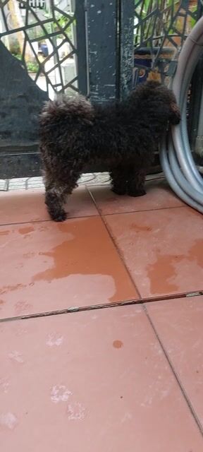 Chó Poodle thuần chủng đực hơn 1 tuổi đã tiêm. Mua bán Chó tại Thành phố Thuận An Bình Dương được đăng bởi Tuấn hình 1