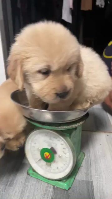 Chó Golden Retriever Con Vàng kem đã tiêm. Mua bán Chó tại Quận Bình Thạnh Tp Hồ Chí Minh được đăng bởi ViVi hình 1