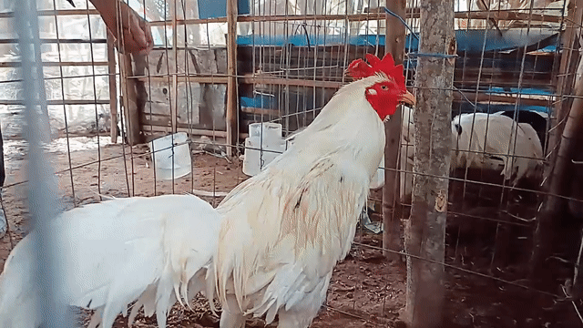 Gà 3kg7 tay tốt lông gần full trạng 4kg . Mua bán Gà tại Huyện Châu Thành Hậu Giang được đăng bởi Vĩnh gà lai Hậu Giang  hình 1