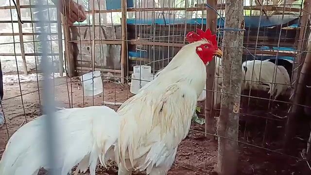 Gà 3kg7 tay tốt lông gần full trạng 4kg . Mua bán Gà tại Huyện Châu Thành Hậu Giang được đăng bởi Vĩnh gà lai Hậu Giang  hình 1