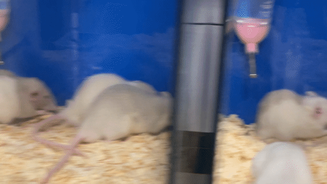 Chuột Rat trắng 2 tháng. Mua bán Thú cưng khác tại Quận 8 Tp Hồ Chí Minh được đăng bởi Ngoc Quynh hình 1