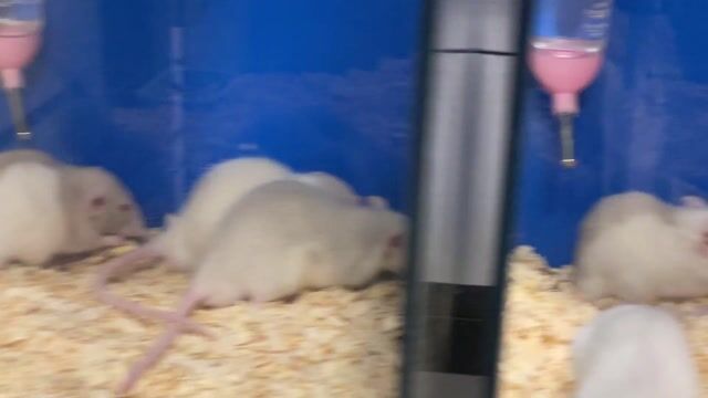 Chuột Rat trắng 2 tháng. Mua bán Thú cưng khác tại Quận 8 Tp Hồ Chí Minh được đăng bởi Ngoc Quynh hình 1