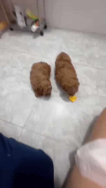 1 bé gái ú na ú nầng. Mua bán Chó tại Huyện Cái Bè Tiền Giang được đăng bởi Huỳnh hải hình 1